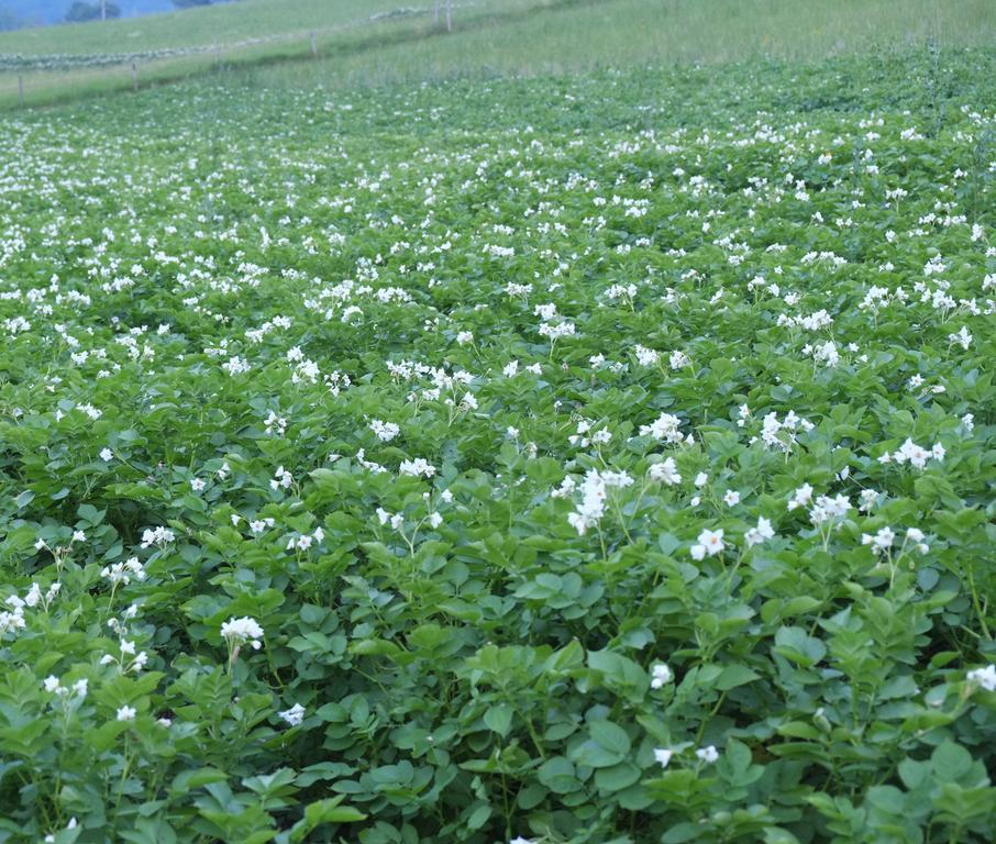 Villa Farm Pri Flandru Cerkno Exterior foto
